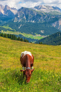 Horse in a field