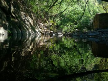 Reflection of trees in lake