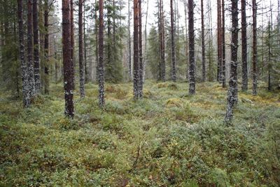 Trees in forest