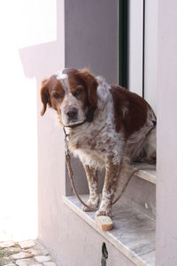 Front view of dog peeking through door