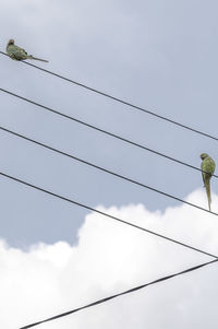 Low angle view of social distancing birds perching on electric cables against sky