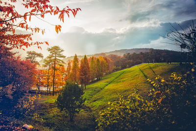 Scenic view of field against sky