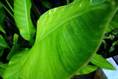 Close-up of water drops on leaves