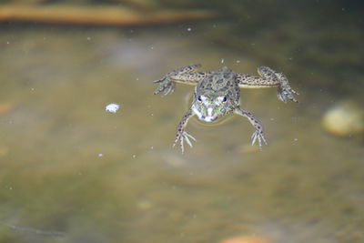 Close-up of frog floating on lake