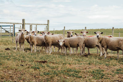 Sheep in a field