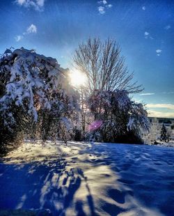 Sun shining through trees