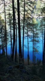 Trees in forest against blue sky