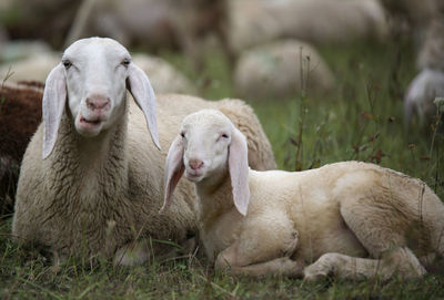 Lamb with his mother in the middle of the flock of sheep