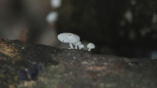 Close-up of a mushroom