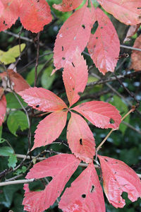 Close-up of maple leaves