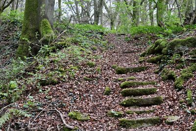 Trees growing in forest