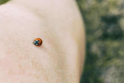 Little ladybug perched on the skin of a girl's knee in nature