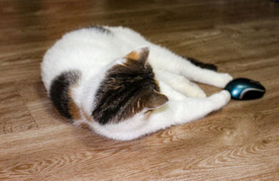 High angle view of cat lying on hardwood floor