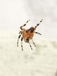 Close-up of spider on web