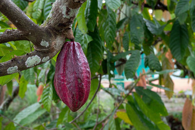 Close-up of purple flowering plant on tree