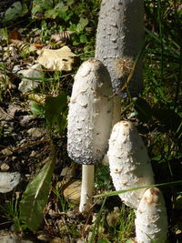 Close-up of mushroom