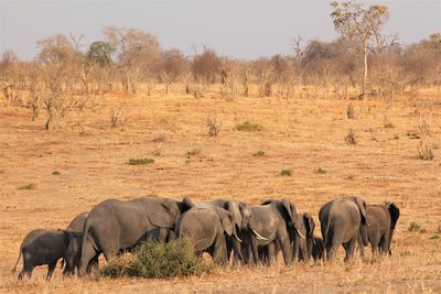 Elephants on landscape against trees