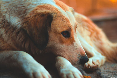 Close-up of dog