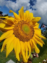 Close-up of sunflower