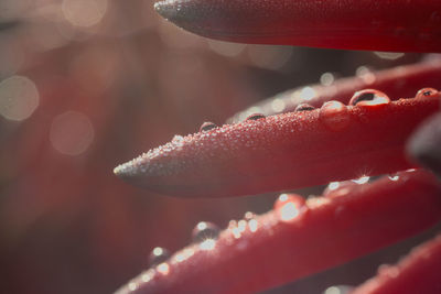 Close-up of water drops on red leaf
