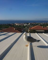 High angle view of seagull on roof against buildings in city