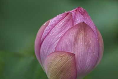 Close-up of pink lotus water lily