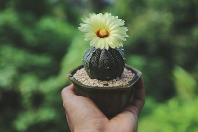 Close-up of hand holding flower against blurred background