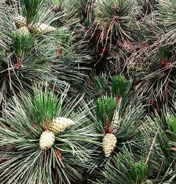 High angle view of pine tree