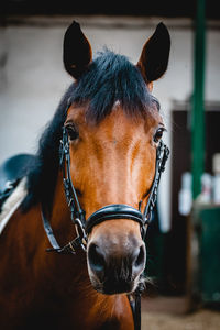 Close-up of horse