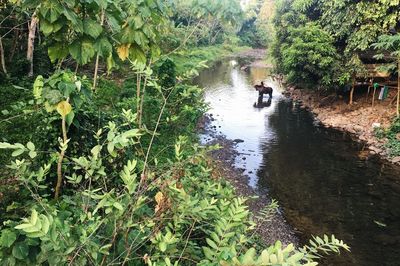 Scenic view of river amidst trees in forest