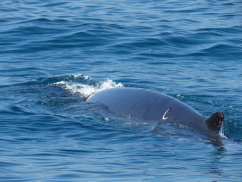 View of whale swimming in sea