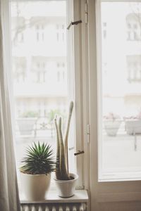 Potted plant on window sill