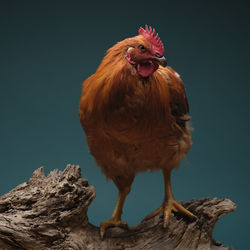 Close-up of rooster against clear sky