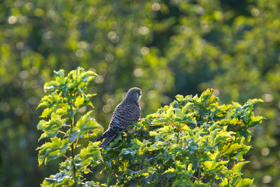 Bird perching on a plant