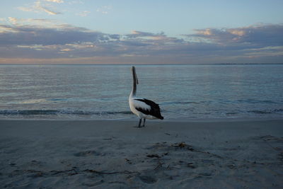 Bird on beach against sky during sunset