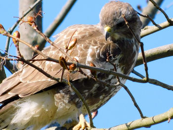 Low angle view of bird perching on branch against sky