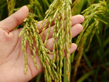 Close-up of hand holding plant