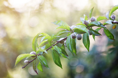 plant