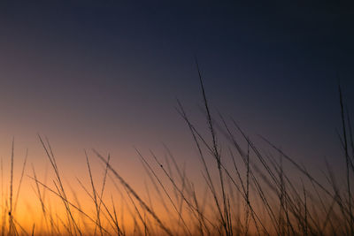 Close-up of silhouette plants against clear sky during sunset