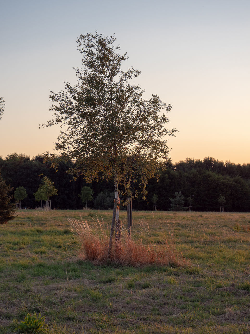 plant, tree, sky, field, land, grass, tranquil scene, beauty in nature, tranquility, nature, landscape, growth, environment, no people, scenics - nature, non-urban scene, sunset, outdoors, clear sky, day