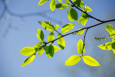 Beautiful, fresh bird cherry leaves against the spring sky.