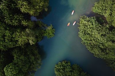 High angle view of trees and plants in forest