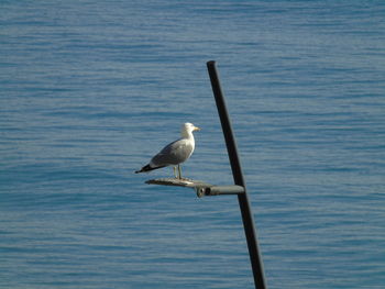 Seagull perching on wooden post