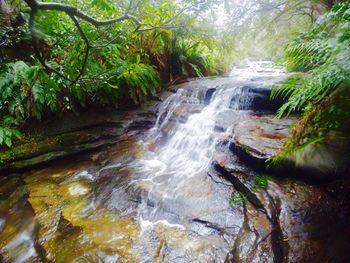 Scenic view of waterfall in forest