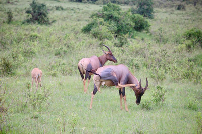 Horse grazing on field