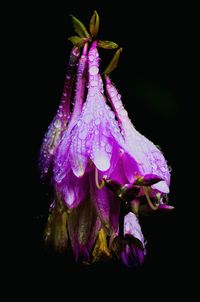 Close-up of purple flower against black background