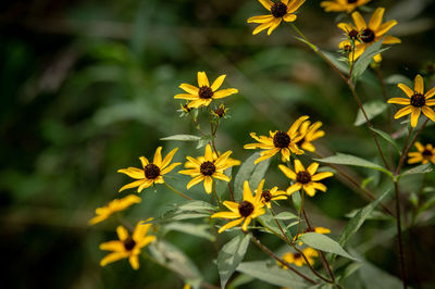 Close-up of yellow flowering plant