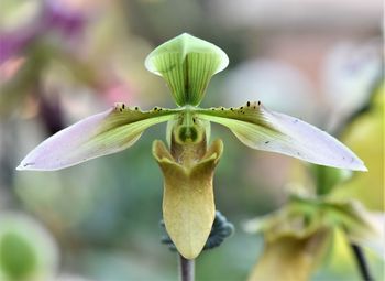 Close-up of flower plant