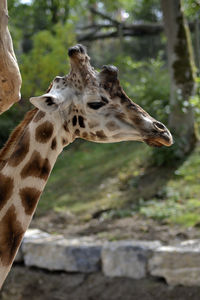 Close-up of giraffe