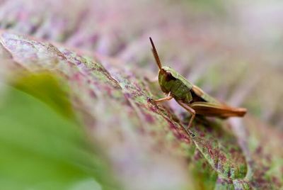 Close-up of insect on leaf